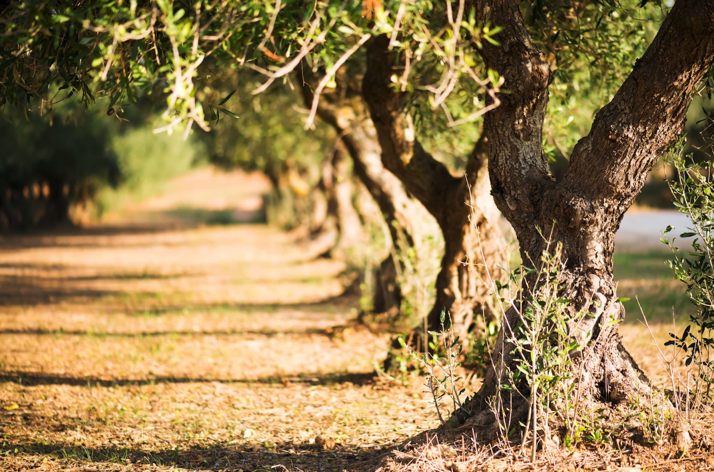 Puglia olive grove