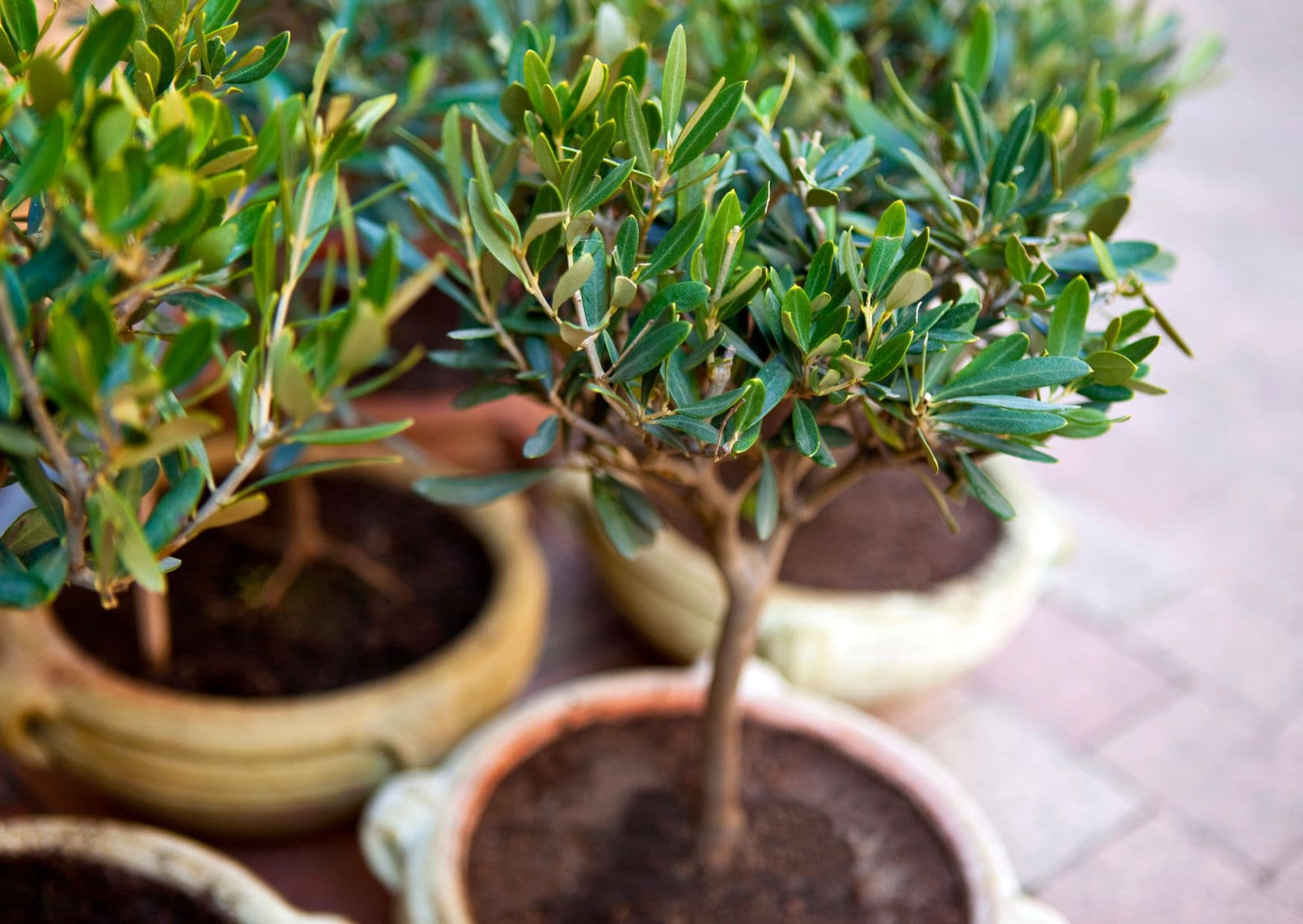 Olive tree planting